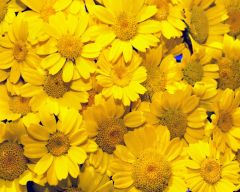 Tapeta Nature Flowers 510.jpg